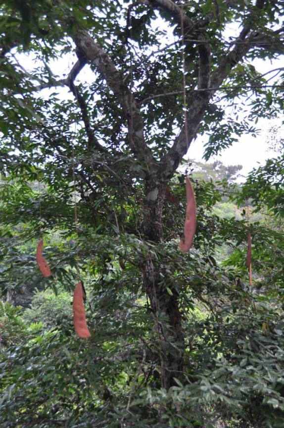 Sementes no alto das árvores, na reserva de Iwokrama, na Guiana